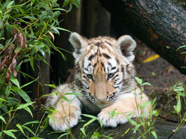 DierenPark Amersfoort