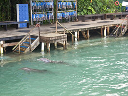 Dolphin Cove Jamaica