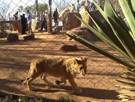 Lion Park