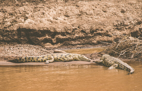 Nile Crocodiles, Mara River, Kenya