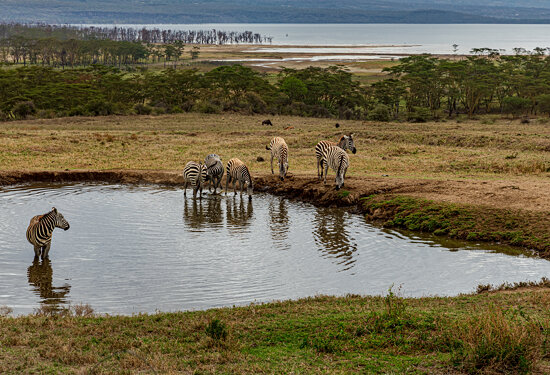 Lake Nakuru National Park, Kenya