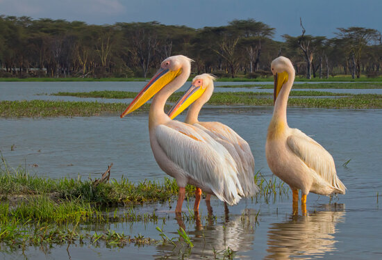 Great White Pelicans, Lake Naivasha