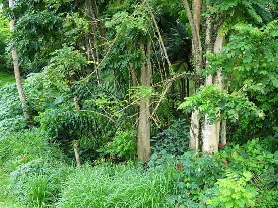 Lush Vegetation