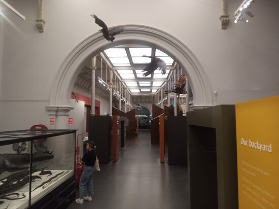 Австралійський музей