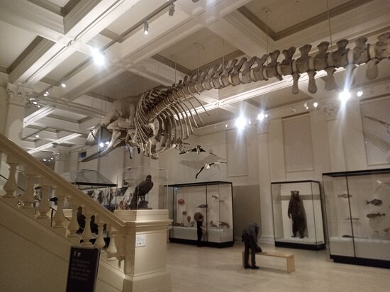 Австралійський музей