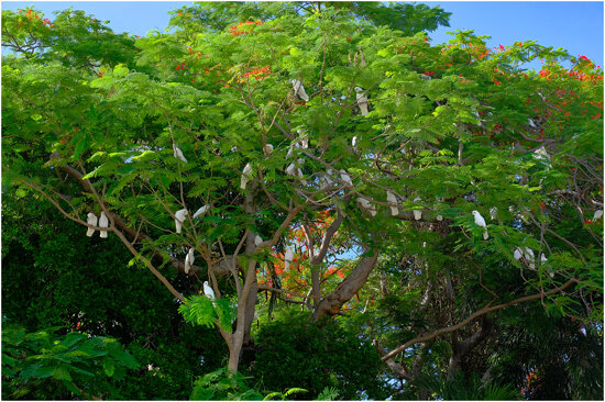 Opportunists in waiting (Little Corellas)