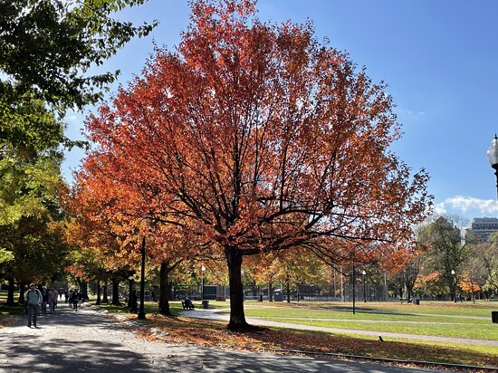 Fall foliage on Boston Common