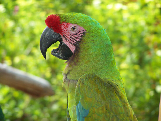 Colorful Parrot