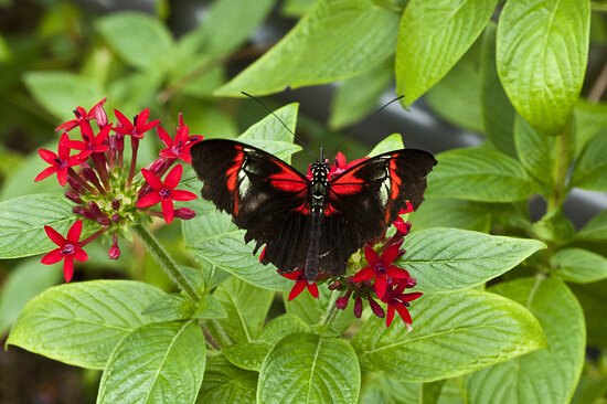 Black and Red Butterfly