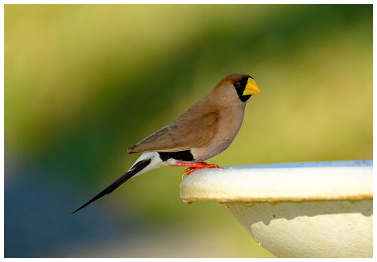 Masked Finch (Peophila personata) (12.5 centimetres)