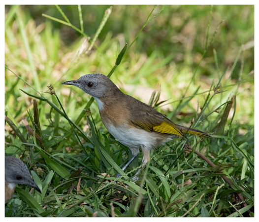Rufous Banded Honeyeater (Conopophila albogularis) (12 centimetres)
