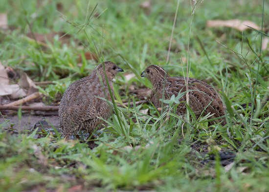 Brown Quail (Coturnix ypsilophora) (16-22 cm) (aka Silver Quail, Swamp Quail).02