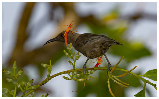 Dusky honeyeater on mistletoe