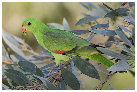 Red-winged parrot (Aprosmictus erythropterus) (30 - 33 centimetres) feeding on black wattle fruit