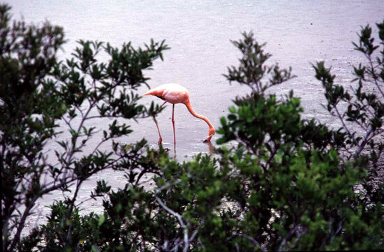 Ecuador, Galapagos.  Flamingo - 1992