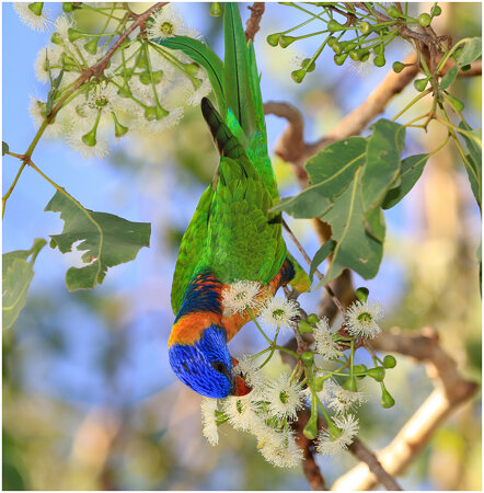 Red-collared Lorikeet (Trichoglossus haemotodius rubritorquis) (25 – 32 centimetres)