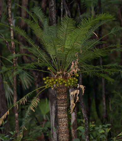 Australian Cycad (Cycas armstrongii)