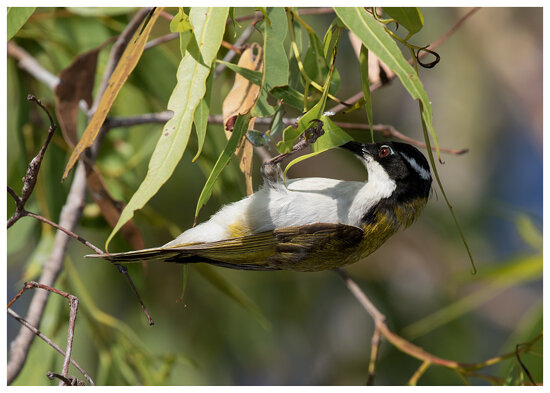 White Throated Honeyeater (Melithreptus albogularis) (13.5 centimetres)