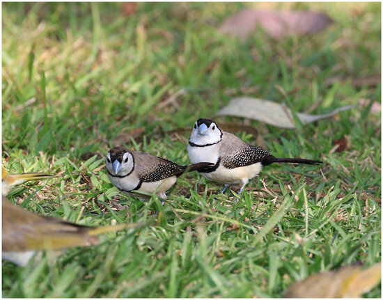 Double Barred Finches (Taeniopygia bichenovii) (10.5 cm)