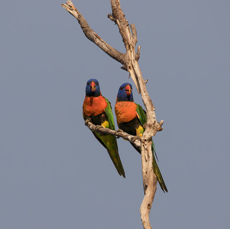 Red collared lorikeets in the sunset tree