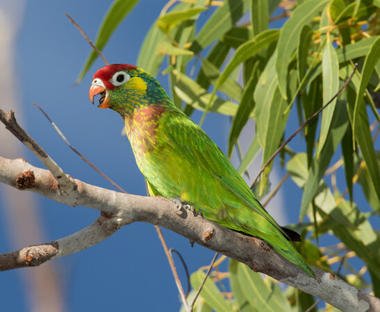 Varied Lorikeet (Psitteuteles versicolor) (Male) (19 – 20 centimetres).01