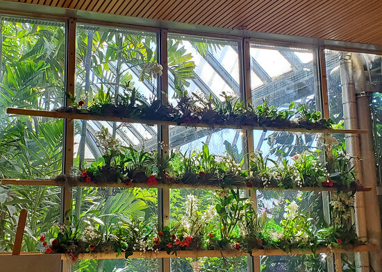 Chicago Botanic Garden &quot;India Blooms&quot; Orchid Show 2025