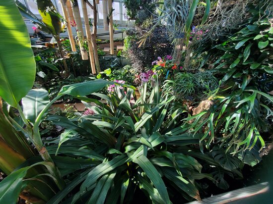 Chicago Botanic Garden &quot;India Blooms&quot; Orchid Show 2025