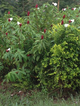 Comoé National Park