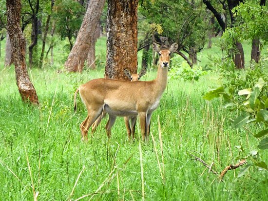 Comoé National Park