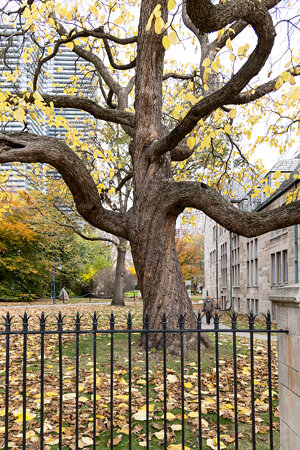 Tree, University of Toronto, Toronto, Ontario, Canada