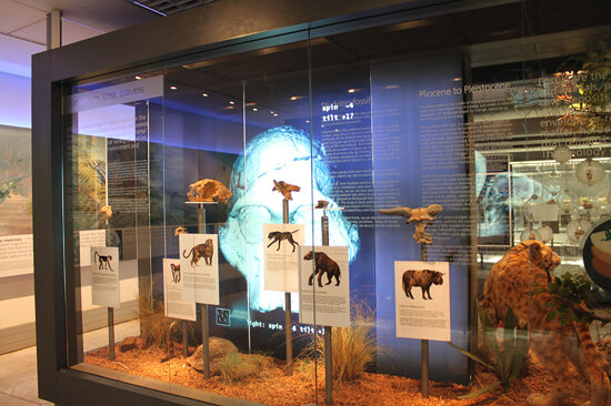Extinct animals of the Cradle of Humankind, Sterkfontein Caves Visitor Centre