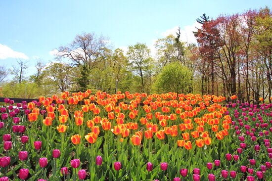 Toronto Ontario ~ Canada ~ Edwards Botanical Gardens ~  Tulip Bed