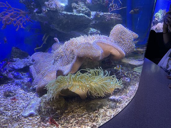 巨大イソギンチャク