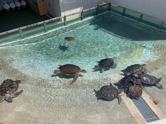 上から見るとミドリガメとあまり変わらないけどウミガメ