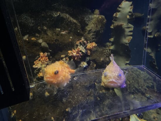 コンペイトウ（左）とダンゴウオ（右）