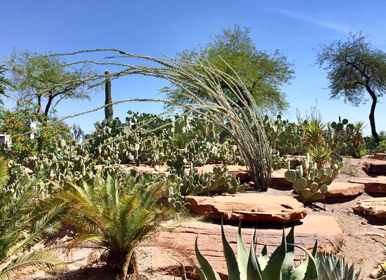 Ethel M Cactus Garden
