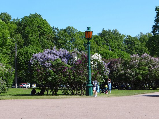 Марсово поле (Санкт-Петербург)