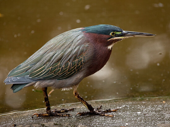 Green Heron