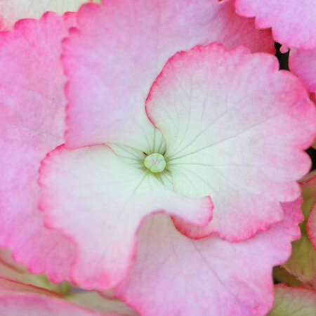 “Mondays are the start of the work week which offer new beginnings 52 times a year!” - David Dweck  