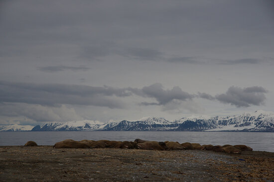 Svalbard-2018-0165