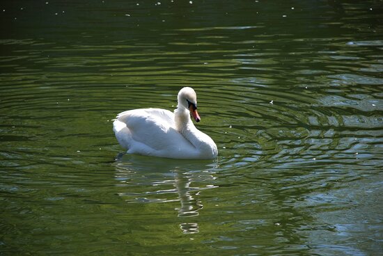 Swan