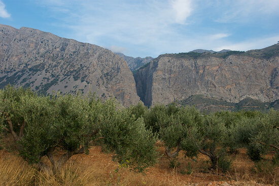 Olive trees and the Ha Gorge