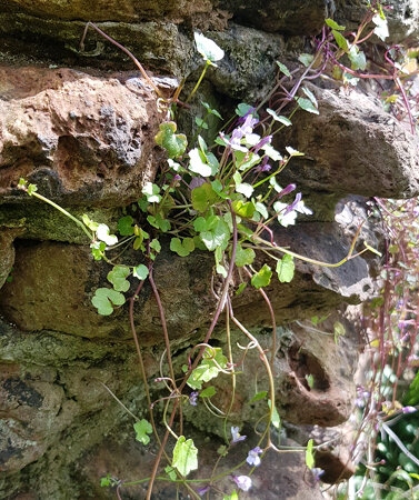 Muurleeuwenbekje op ruine