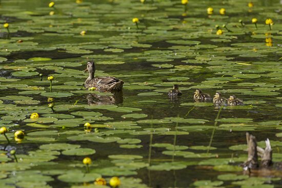 Jasper National Park