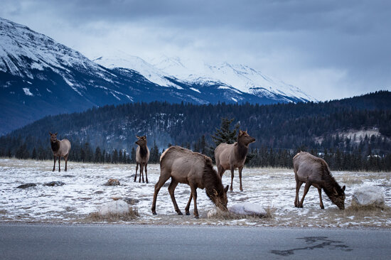 Jasper Elk Herd