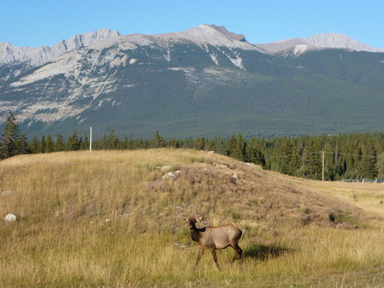 395. Female Elk at Jasper. 09-Sept-11