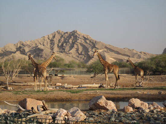 Giraffes with Jebel Hafeet in background (Al Ain Zoo, UAE)