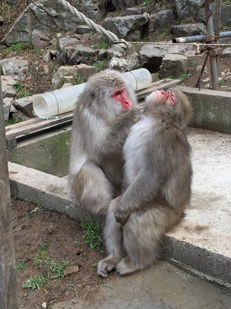 Jigokudani Monkey Park
