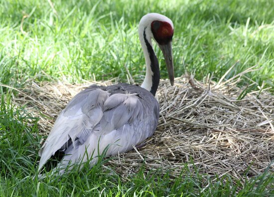 Johannesburg Zoo