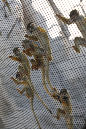 Jungle Island - Miami FL